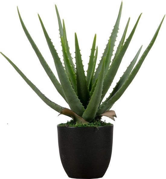 Plant Woood Aloe Vera 46cm 373816-G Plant Woood Aloe Vera 46cm 373816-G_1