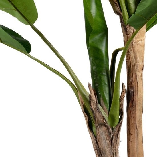 2652300168_2_plant_woood_bananenplant_2_stam_138cm_373820g 2652300168_2_plant_woood_bananenplant_2_stam_138cm_373820g_2