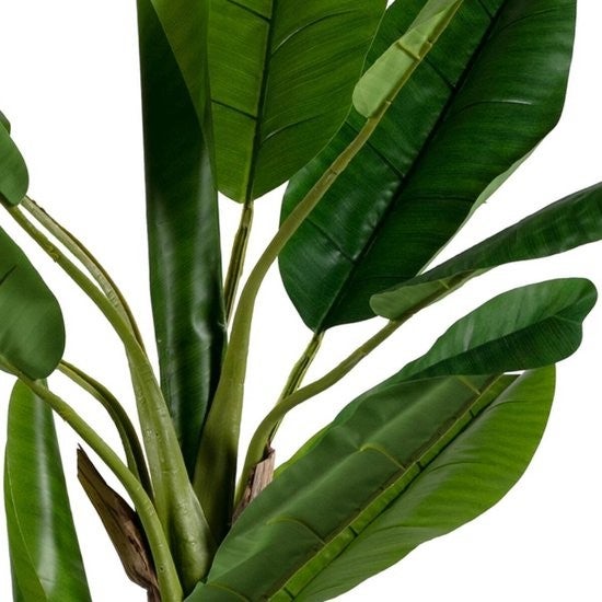 2652300168_3_plant_woood_bananenplant_2_stam_138cm_373820g 2652300168_3_plant_woood_bananenplant_2_stam_138cm_373820g_3