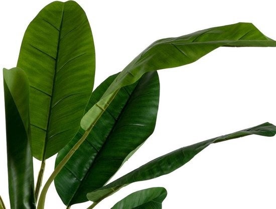 2652300168_4_plant_woood_bananenplant_2_stam_138cm_373820g 2652300168_4_plant_woood_bananenplant_2_stam_138cm_373820g_4