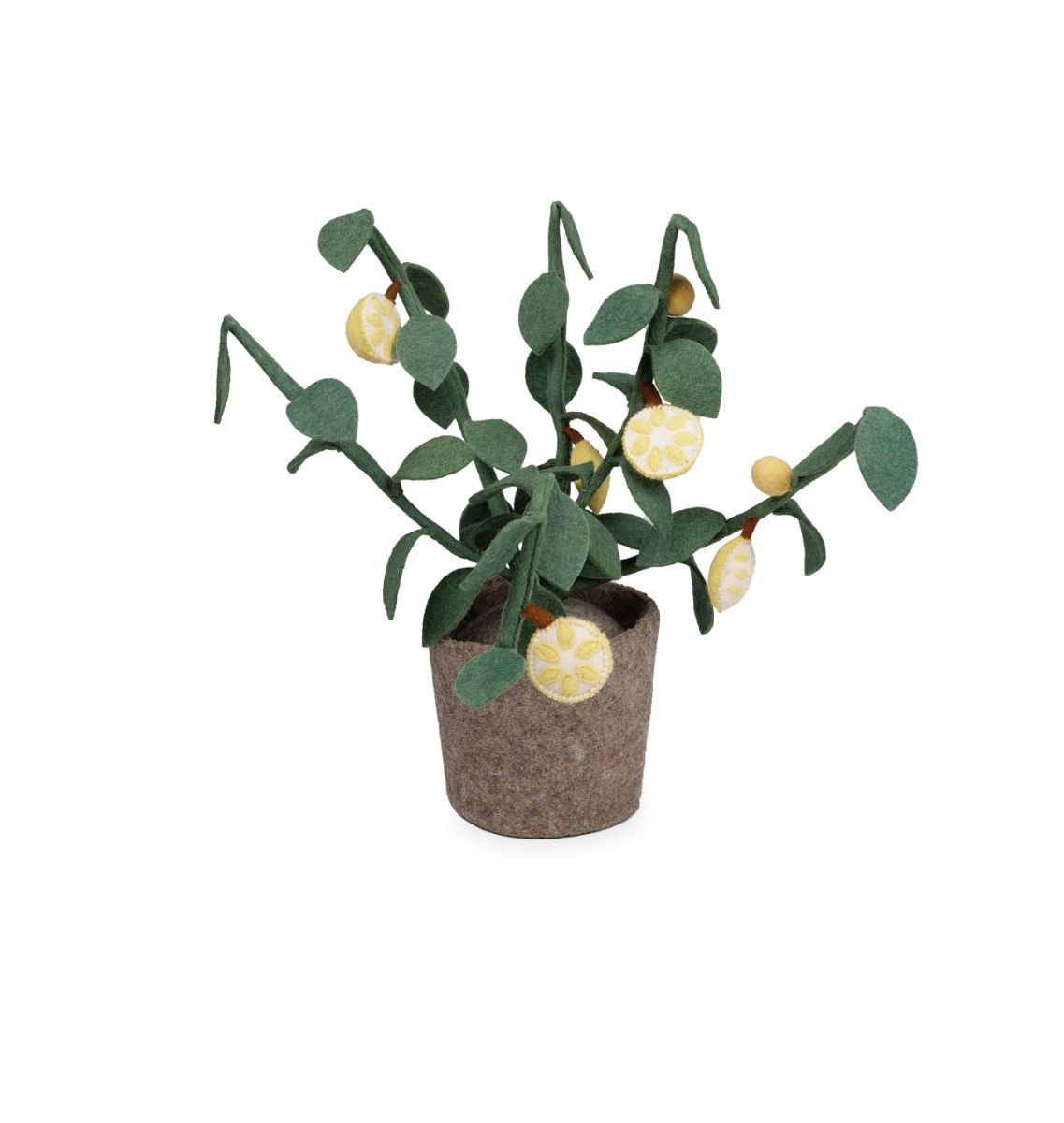 Plant KidsDepot Citrus Plant KidsDepot Citrus_1